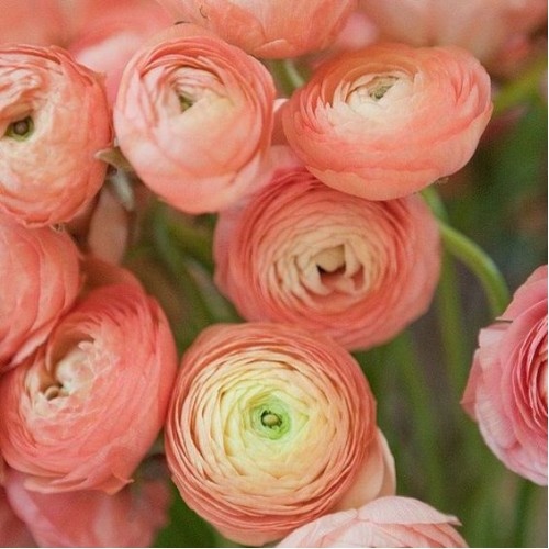 Mao Lương Cá Hồi